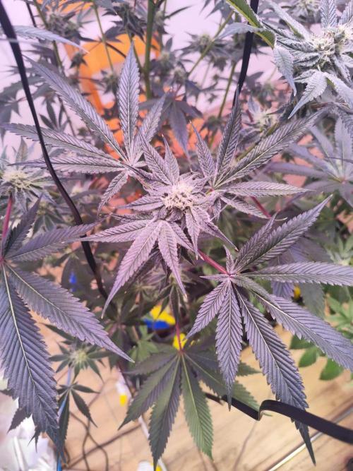 Dante’s Inferno. Week 8