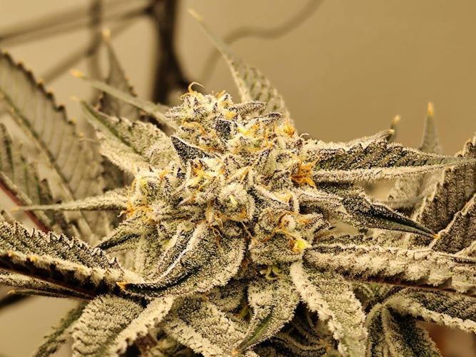 Dantes Inferno. Week 8