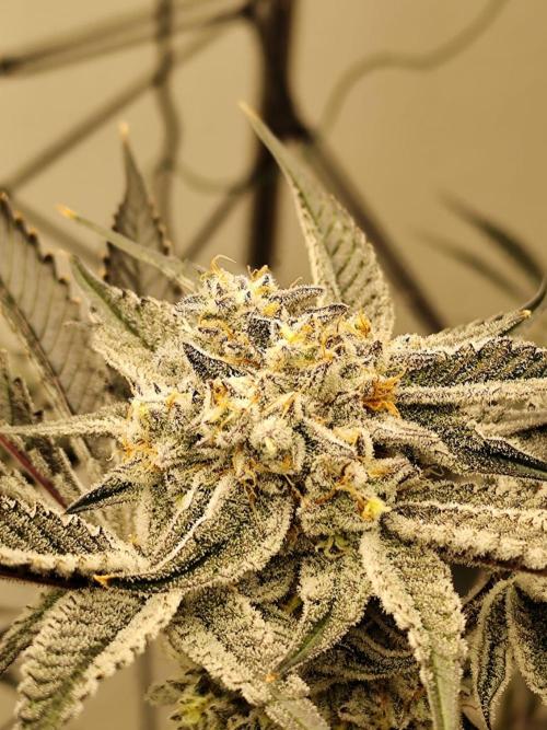 Dantes Inferno. Week 8