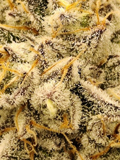 Dantes Inferno. Week 8