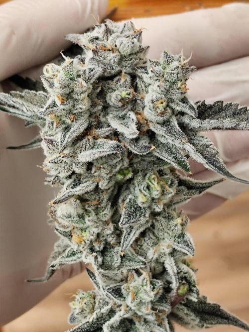 Dante’s Inferno. Week 9