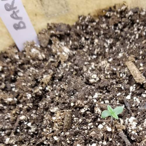 Bloody Skunk Auto. Week 1 - 10/2 Barb