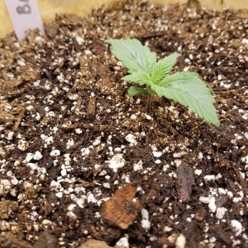 Bloody Skunk Auto. Week 1 - Day 7 - 10/8