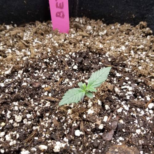 Bloody Skunk Auto. Week 1 - Day 7 - 10/8