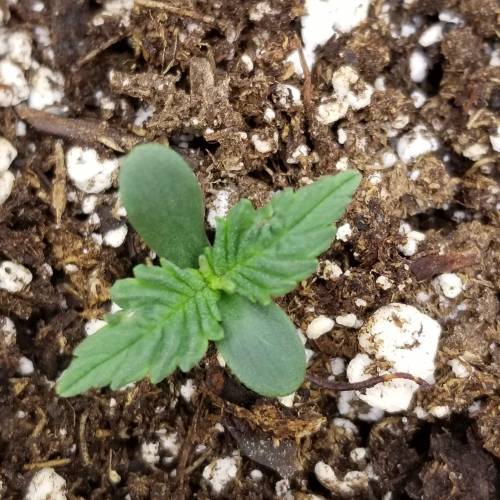 Bloody Skunk Auto. Week 1 - 10/5 Sara