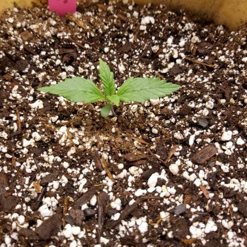 Bloody Skunk Auto. Week 1 - Day 7 - 10/8