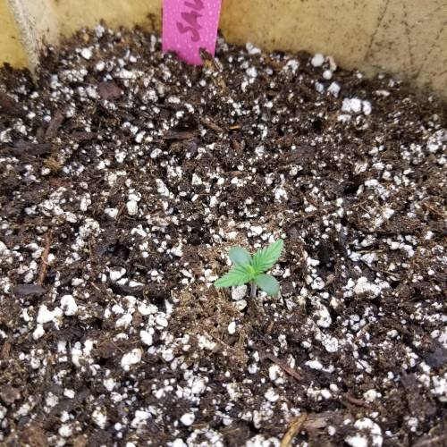 Bloody Skunk Auto. Week 1 - 10/5 Sav