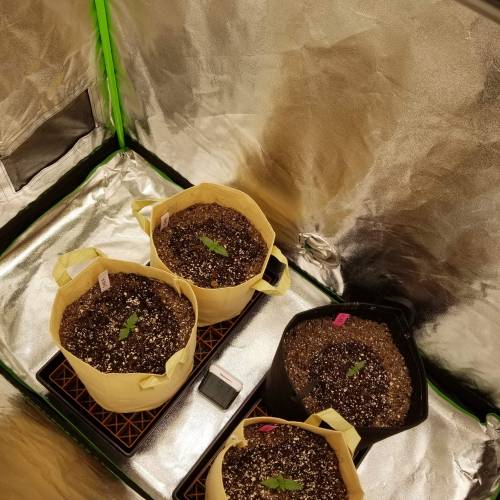 Bloody Skunk Auto. Week 1 - 10/8