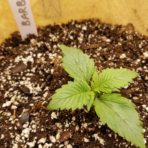 Bloody Skunk Auto. Week 2 - Barb 10/10