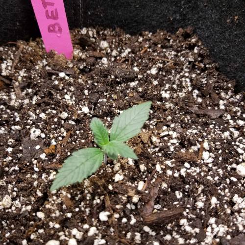 Bloody Skunk Auto. Week 2 - Beth 10/10