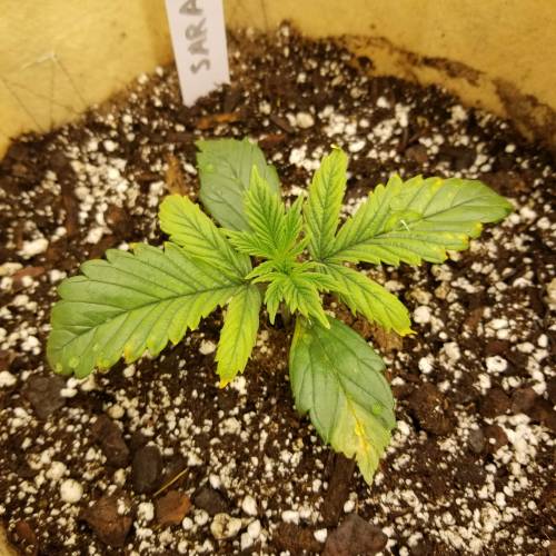 Bloody Skunk Auto. Week 2 - Day 13 - 10/14