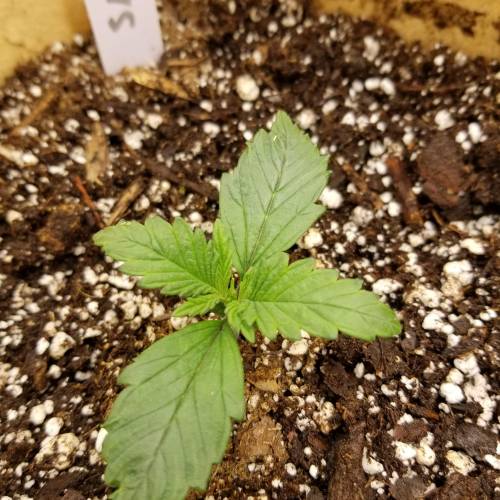 Bloody Skunk Auto. Week 2 - Sara 10/10