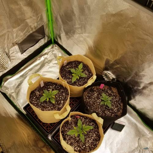 Bloody Skunk Auto. Week 2 - 10/14