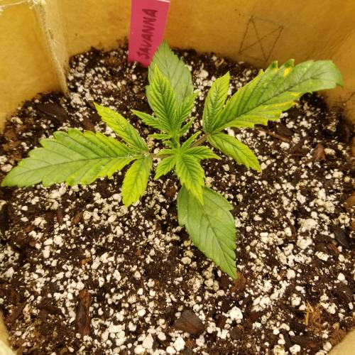Bloody Skunk Auto. Week 2 - Day 13 - 10/14