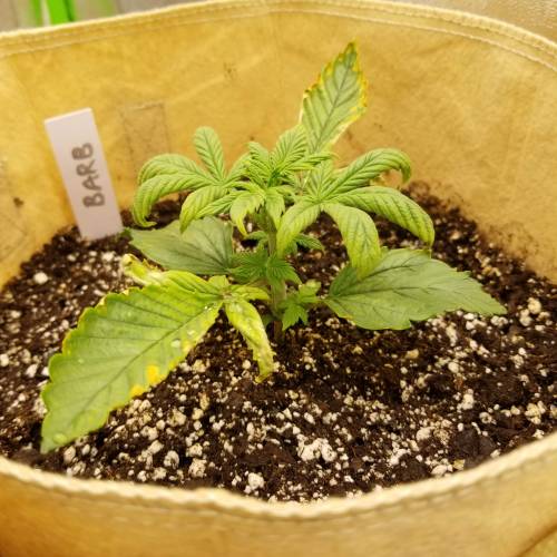 Bloody Skunk Auto. Week 3