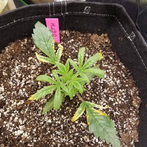 Bloody Skunk Auto. Week 3