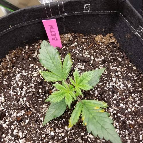 Bloody Skunk Auto. Week 3