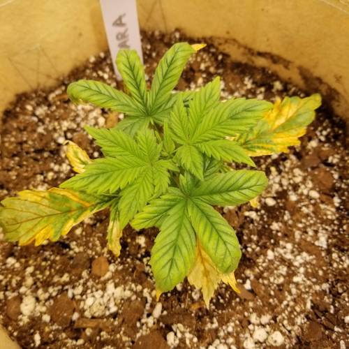 Bloody Skunk Auto. Week 3