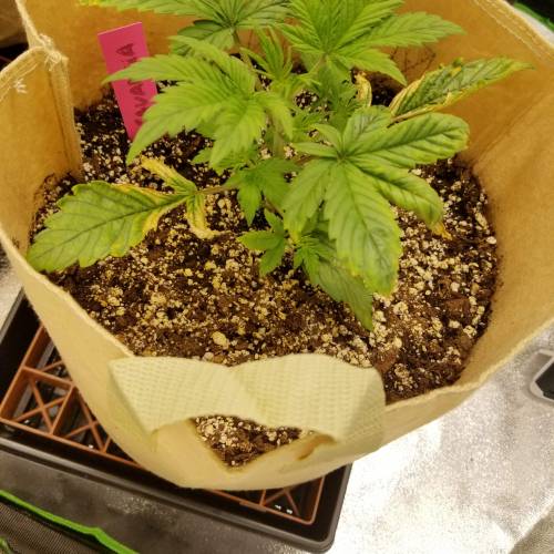 Bloody Skunk Auto. Week 3