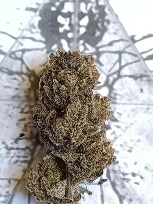 NL x Runtz🌌. Week 16