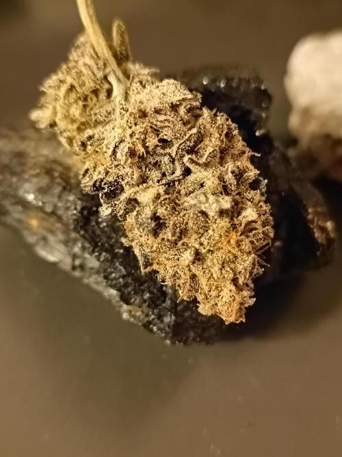 Godzilla Glue🦍. Week 19