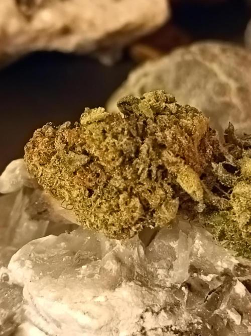 Godzilla Glue🦍. Week 19