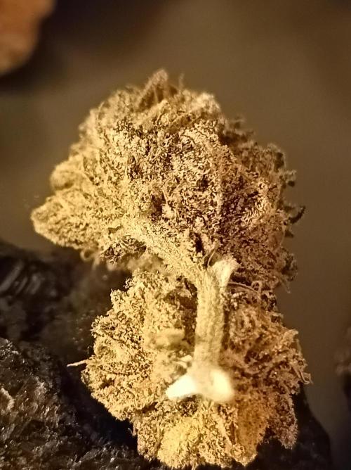 Godzilla Glue🦍. Week 19