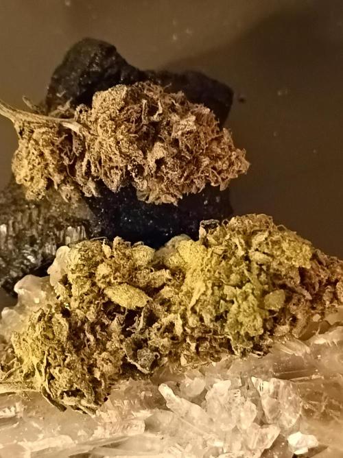 Godzilla Glue🦍. Week 19