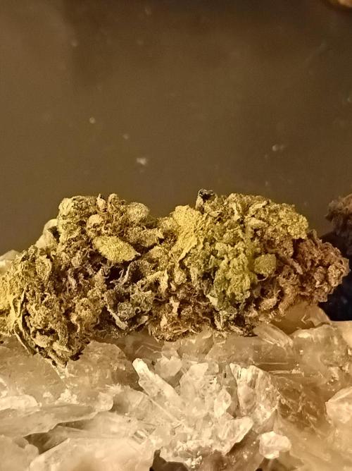 Godzilla Glue🦍. Week 19