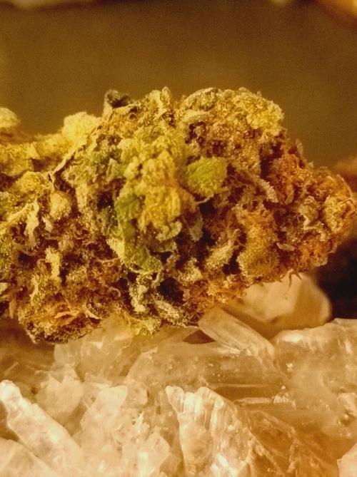 Godzilla Glue🦍. Week 19