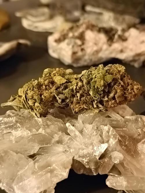 Godzilla Glue🦍. Week 19