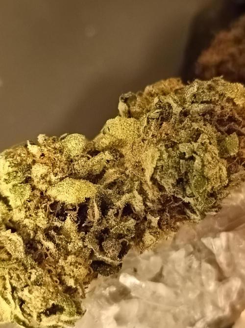 Godzilla Glue🦍. Week 19