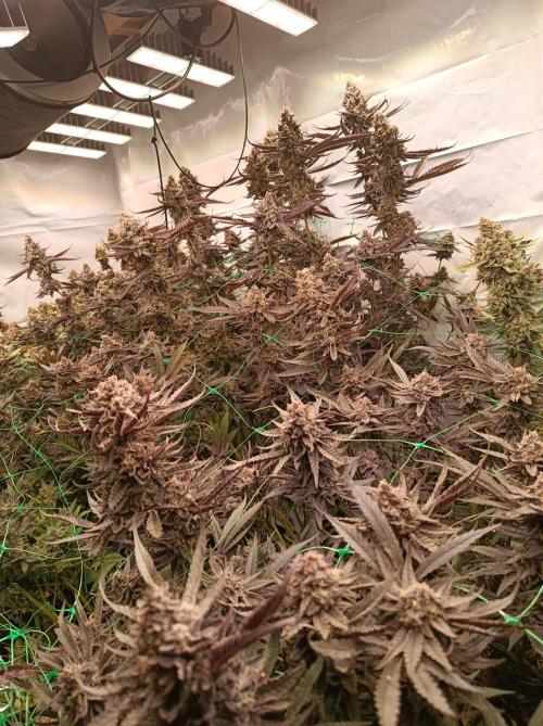 Godzilla Glue🦍. Week 19 - Front Godzilla, back P.Glitterbomb