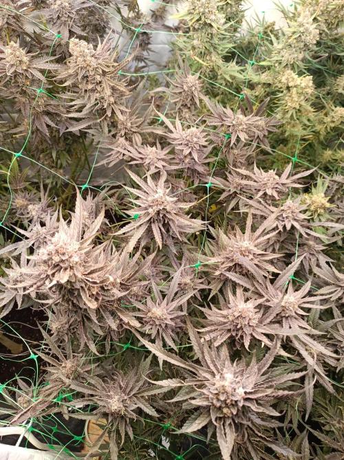 Godzilla Glue🦍. Week 19