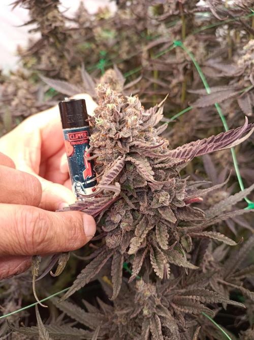 Godzilla Glue🦍. Week 19