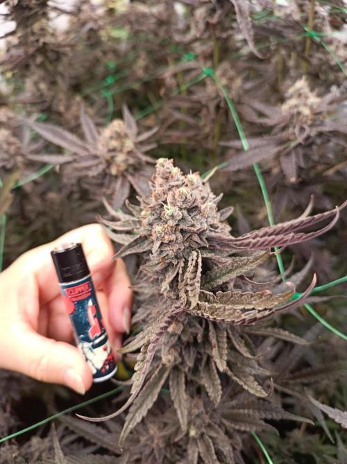 Godzilla Glue🦍. Week 19