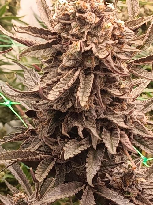 Godzilla Glue🦍. Week 19