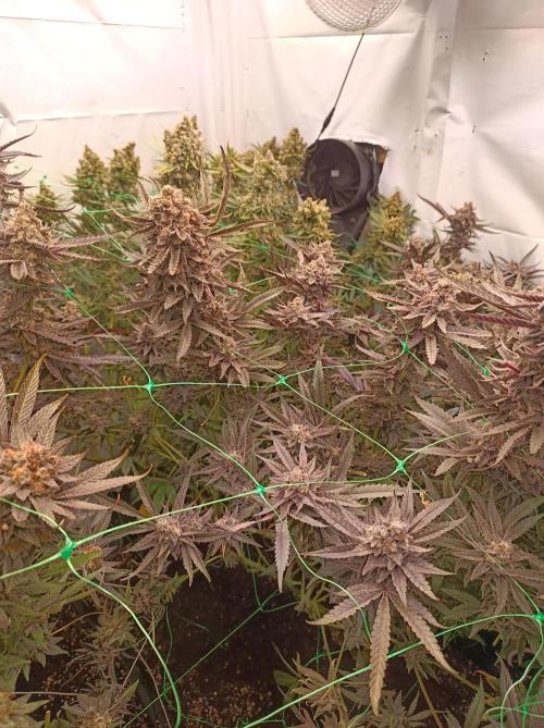 Godzilla Glue🦍. Week 19