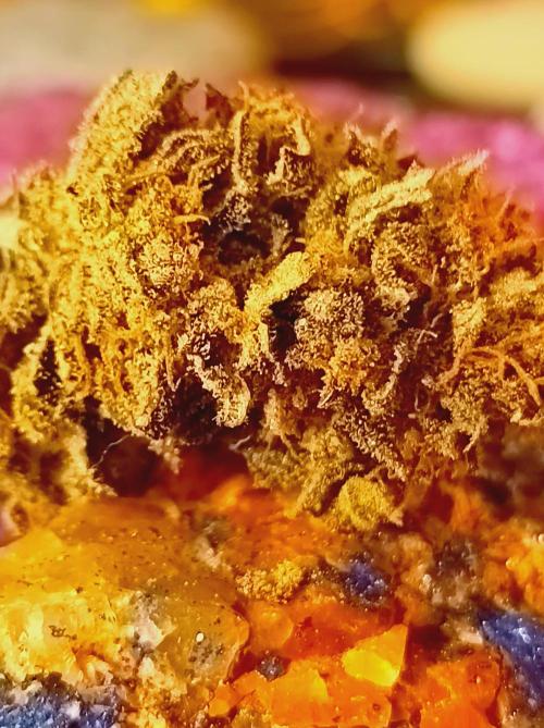 Godzilla Glue🦍. Week 19