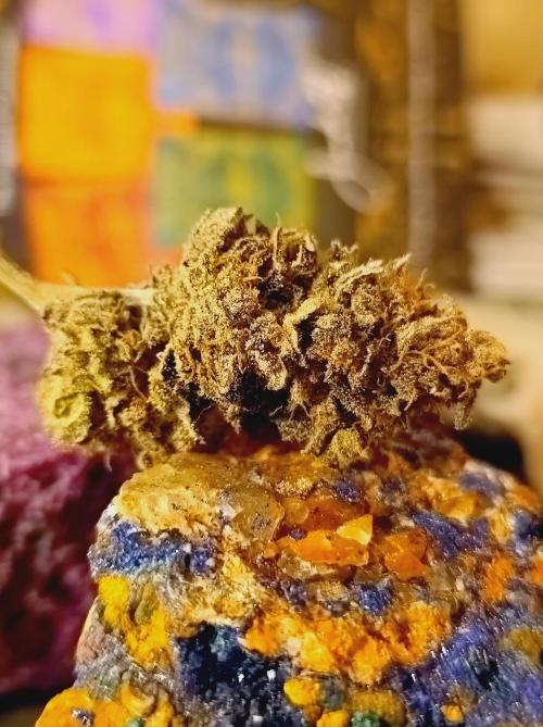 Godzilla Glue🦍. Week 19