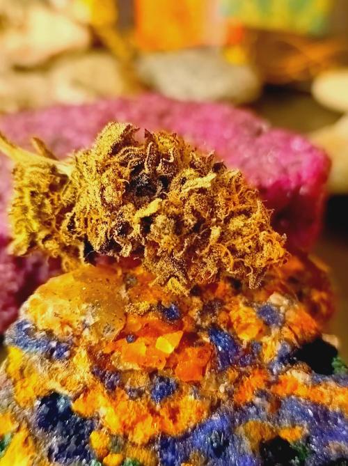 Godzilla Glue🦍. Week 19