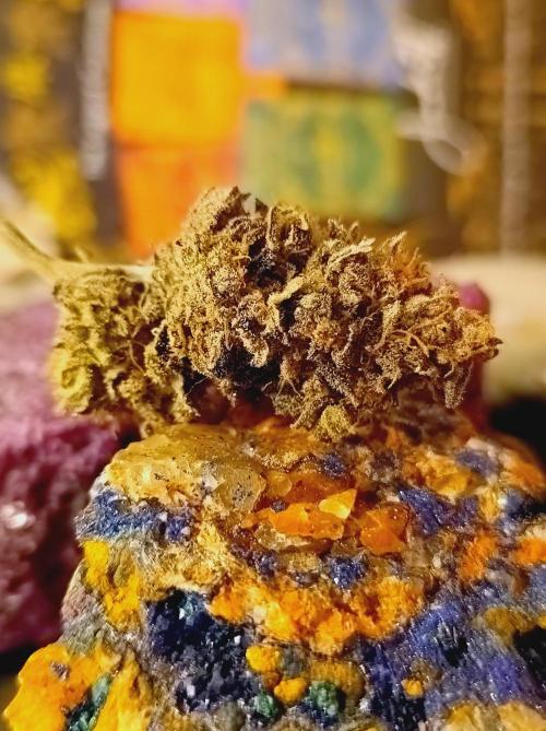 Godzilla Glue🦍. Week 19