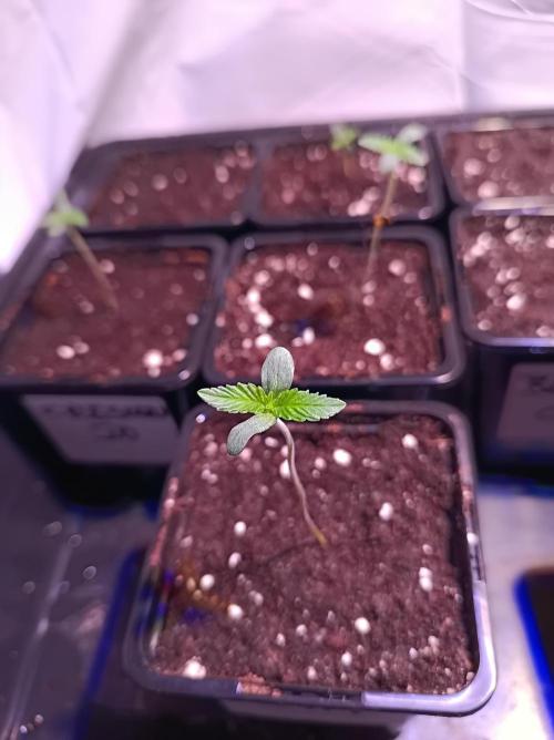 Any Day⛽️🍇🍋. Week 0