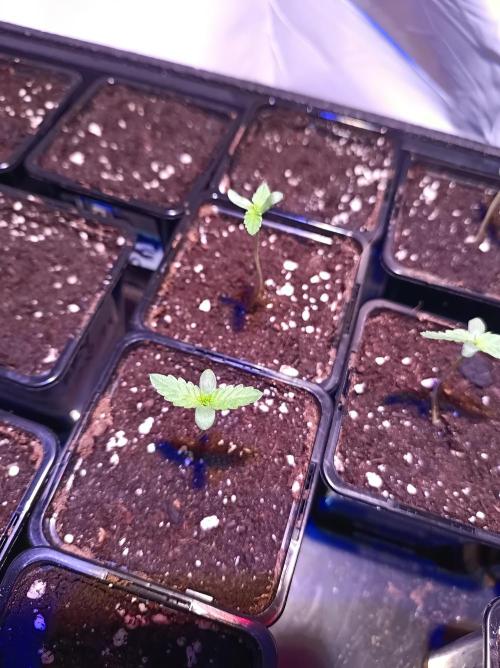 Blue Zushi🍣⛩️. Week 0