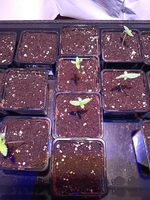 Blue Zushi🍣⛩️. Week 0 - Day 5