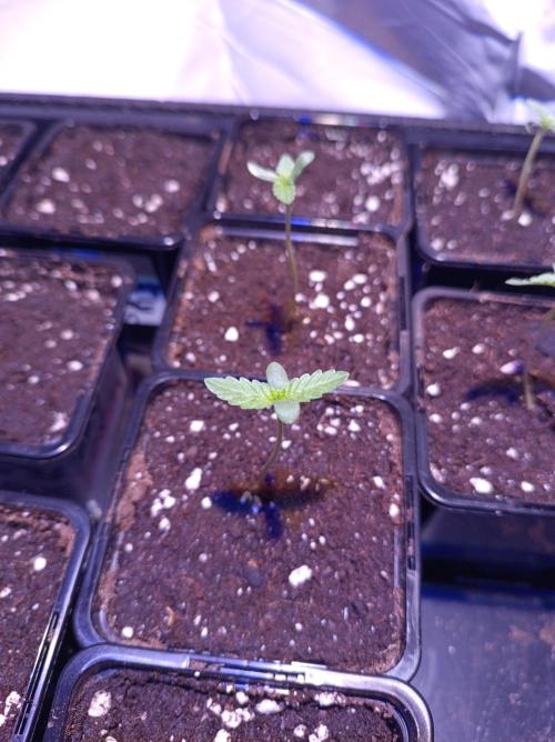 Blue Zushi🍣⛩️. Week 0