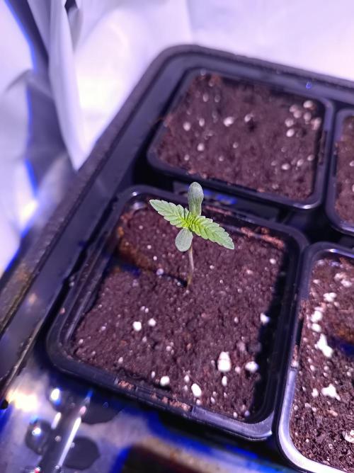 Crescendo 🦖. Week 0