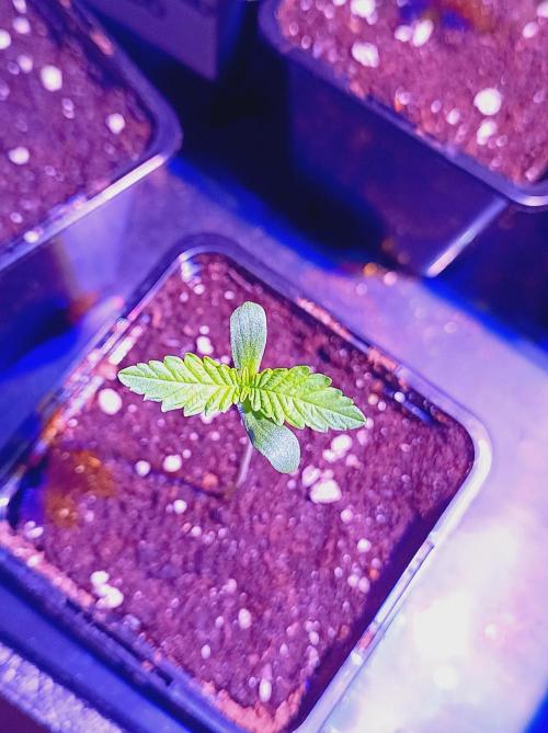 Blueberry Cane. Week 0