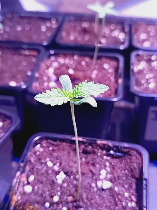 Blueberry Cane. Week 0