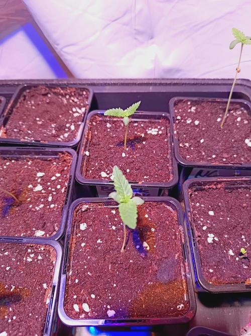 Blackberry Moonrocks. Week 0